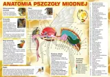 tablica-duza-edukacyjna-anatomia-pszczoly