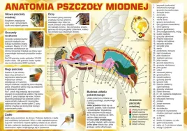 tablica-duza-edukacyjna-anatomia-pszczoly