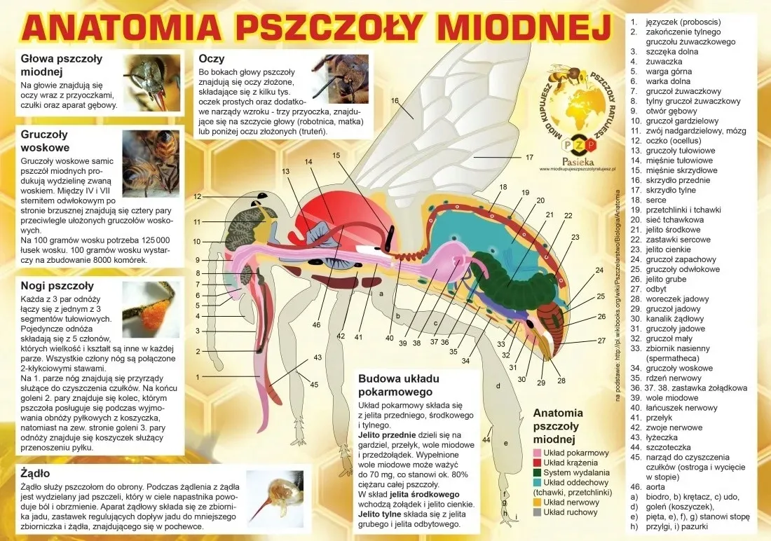 Grafika w opisie produktu