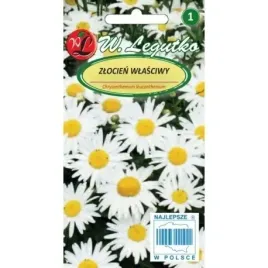 zlocien-wlasciwy-1-g-biala-kremowa-dlugo-kwitnie-nasiona-legutko