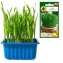 owies-wielkanocny-nasiona-kielkina-stol-wielkanocny