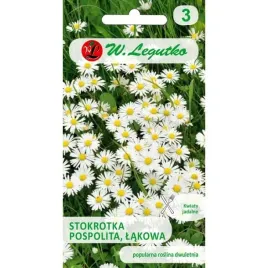 stokrotka-lakowa-biala-dwuletnia-stokrotki-kwiatow-niska-nasiona-legutko