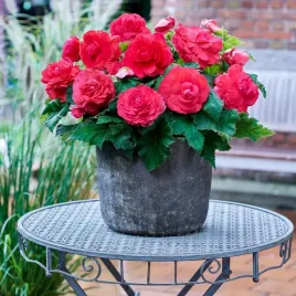 begonia-superba-rozowa-duze-kwiaty-cebukla-bulwa-b384