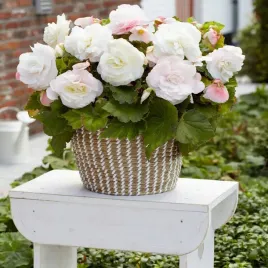 begonia-superba-biala-1szt-duze-pelne-kwiaty-bulwa-cebulka
