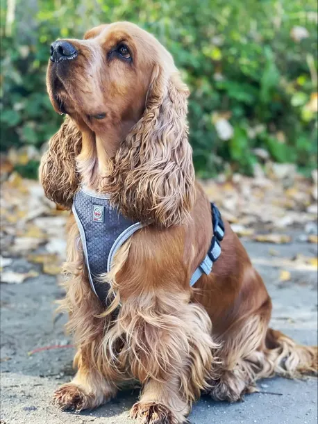 szelki-dla-duzego-psa-mocne-solid-owczarka-gray-xl-typ-regulowane