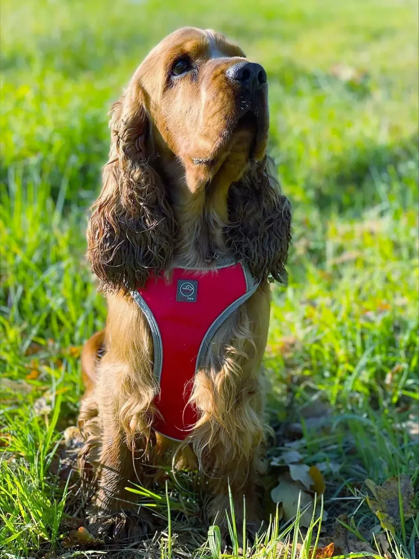 szelki-dla-psa-mocne-bezuciskowe-guard-solid-red-l