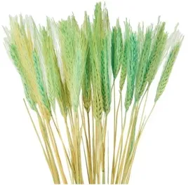 zielone-pszenzyto-suszone-zboze-klosy-palma-40-klosow-wielkanoc-40-cm-zboza