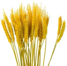 pszenzyto-zolte-suszone-zboze-klosy-palma-40-klosow-wielkanoc-40-cm-zboza