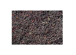 rzepak-dla-golebi-papug-kanarkow-5-kg