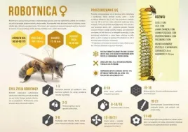 tablica-srednia-edukacyjna-robotnica-pszczoly-miodnej