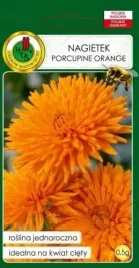 nagietek-porcupine-orange-05g-pomaranczowy-pelny-nasiona-pnos
