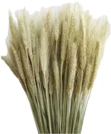 naturalne-pszenzyto-suszone-zboze-natura-klosy-palma-40-klos-wielkanoc-40cm