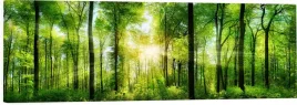 obraz-na-plotnie-panoramiczny-zielony-las-drzewa-slonce-natura-120x40