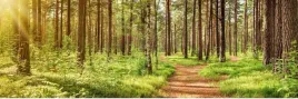 samoprzylepna-fototapeta-do-kuchni-lesna-droga-las