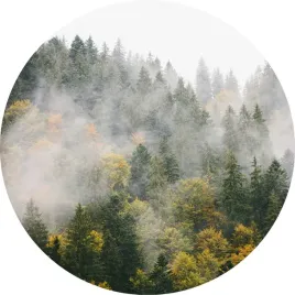 fototapeta-samoprzylepna-okragla-naklejka-scienna-las-drzewa-natura-mgla