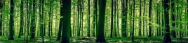 samoprzylepna-fototapeta-do-kuchni-zieony-las