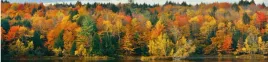 samoprzylepna-fototapeta-do-kuchni-jesien-las