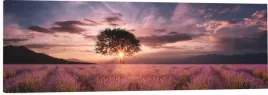 obraz-na-plotnie-panoramiczny-lawenda-zachod-pole-120x40