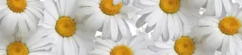 samoprzylepna-fototapeta-kuchenna-stokrotki-kwiaty