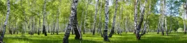 samoprzylepna-fototapeta-do-kuchni-brzozy-las