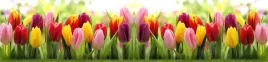 samoprzylepna-fototapeta-do-kuchni-tulipany-kwiaty