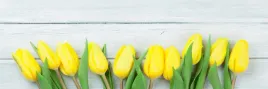samoprzylepna-fototapeta-do-kuchni-zolte-tulipany