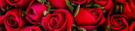 samoprzylepna-fototapeta-do-kuchni-czerwone-roze