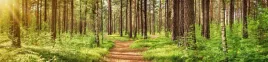 samoprzylepna-fototapeta-do-kuchni-lesna-droga-las