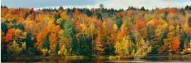 samoprzylepna-fototapeta-do-kuchni-jesien-las
