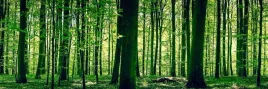 samoprzylepna-fototapeta-do-kuchni-zieony-las