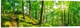obraz-na-plotnie-panoramiczny-las-slonce-natura-drzewa-120x40