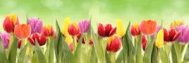 samoprzylepna-fototapeta-do-kuchni-tulipany-natura