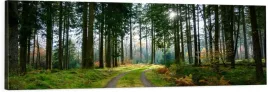 obraz-na-plotnie-do-salonu-panoramiczny-drozka-w-lesie-slonce-las-120x40