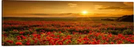 obraz-na-plotnie-panoramiczny-na-sciane-polne-maki-zachod-slonca-120x40