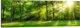 obraz-na-plotnie-scienny-panoramiczny-zielony-las-drzewa-slonce-120x40