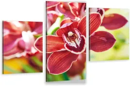 tryptyki-obraz-na-sciane-czerwona-orchidea-980-wz