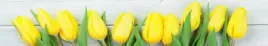 samoprzylepna-fototapeta-do-kuchni-zolte-tulipany