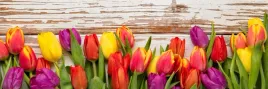 samoprzylepna-tapeta-do-kuchni-kolorowe-tulipany