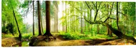 obraz-na-plotnie-panoramiczny-scienny-las-slonce-w-lesie-120x40