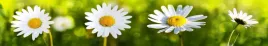 samoprzylepna-fototapeta-do-kuchni-stokrotki-kwiat