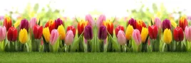 samoprzylepna-fototapeta-do-kuchni-tulipany-kwiaty