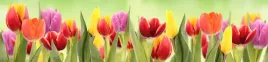 samoprzylepna-fototapeta-do-kuchni-tulipany-natura