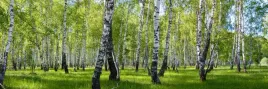 samoprzylepna-fototapeta-do-kuchni-brzozy-las