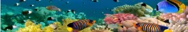 samoprzylepna-fototapeta-do-kuchni-rafa-ryby-ocean