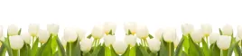 samoprzylepna-fototapeta-do-kuchni-biale-tulipany
