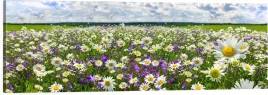 obraz-na-plotnie-scienny-panoramiczny-polne-kwiaty-laka-natura-120x40