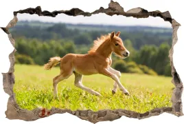 fototapeta-dziura-3d-naklejka-na-sciane-kucyk-kon-polana-laka