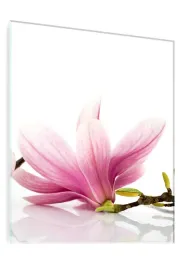 obraz-na-szkle-szklany-fiolet-kwiat-magnolii-70x50