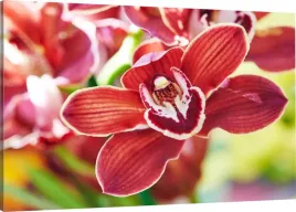 obraz-na-plotnie-czerwona-orchidea-110x70-980-wz