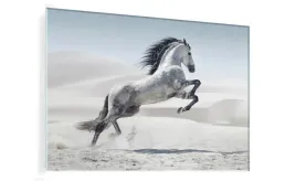 obraz-na-szkle-szklany-bialy-kon-mustang-50x70